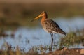 Black-tailed Godwit Royalty Free Stock Photo