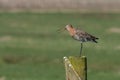 Black tailed Godwit on a pole Royalty Free Stock Photo