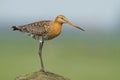 Black tailed godwit Royalty Free Stock Photo