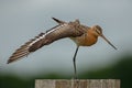 Black Tailed godwit Royalty Free Stock Photo