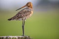 A black tailed godwit on a pole Royalty Free Stock Photo