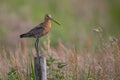 A black tailed godwit on a pole Royalty Free Stock Photo