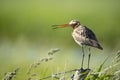 Black-tailed godwit on pole in nature Royalty Free Stock Photo