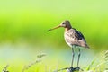 Black-tailed godwit on pole Royalty Free Stock Photo
