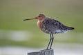 Black-tailed Godwit sits on a fence post Royalty Free Stock Photo