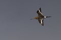 Black-Tailed Godwit soaring with a lengthy tail, silhouetted against clouds and sky