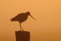 Black tailed godwit standing on the fence post Royalty Free Stock Photo