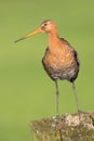 Black tailed Godwit standing on a pole.