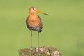 Black tailed Godwit standing on a pole Royalty Free Stock Photo