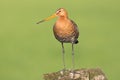 Black tailed Godwit standing on a pole in the meadow. Royalty Free Stock Photo