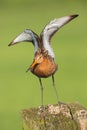 Black tailed Godwit standing on a pole in the meadow. Royalty Free Stock Photo