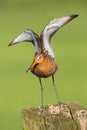 Black tailed Godwit standing on a pole in the meadow.