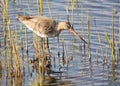 Black-tailed godwit in swamp