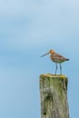 Black tailed godwit Royalty Free Stock Photo