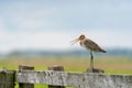 Black tailed godwit Royalty Free Stock Photo
