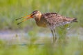 Black-tailed Godwit wader bird calling Royalty Free Stock Photo