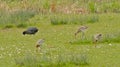 Black-tailed godwits and coot foraging in a meadow Royalty Free Stock Photo
