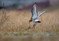 Black-tailed godwits in fierce battle in the old yellow grass Royalty Free Stock Photo