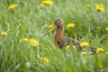 Black tailed godwits in a meadow with dandelions; Grutto in een veld met paardebloemen Royalty Free Stock Photo