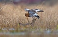 Black-tailed godwits in heavy battle in the earth Royalty Free Stock Photo