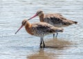 Black-tailed Godwits - Limosa limosa, Gloucestershire, England. Royalty Free Stock Photo