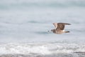 Black tailed gull Royalty Free Stock Photo