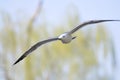 Black-tailed gull Royalty Free Stock Photo