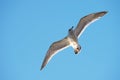 Black tailed gull Royalty Free Stock Photo