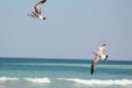 The black-tailed gull chasing each other flying over beach