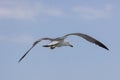 A Black-tailed gull in flying. Royalty Free Stock Photo