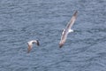 A Black-tailed gull in flying. Royalty Free Stock Photo