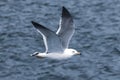 A Black-tailed gull in flying. Royalty Free Stock Photo