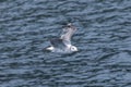 A Black-tailed gull in flying. Royalty Free Stock Photo