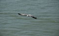 Black tailed gull flying in Sea Royalty Free Stock Photo