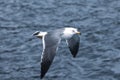 Black-tailed gull in flying on the sea Royalty Free Stock Photo