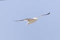 Black-tailed gull in flying in a sky background. Royalty Free Stock Photo