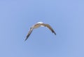 Black-tailed gull in flying in a sky background. Royalty Free Stock Photo