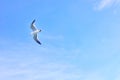 Black-tailed gull flying in the sky at Matsushima Royalty Free Stock Photo