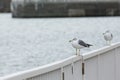 Black tailed gull Royalty Free Stock Photo