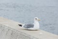 Black tailed gull Royalty Free Stock Photo