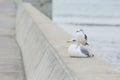 Black tailed gull Royalty Free Stock Photo