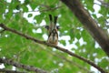 Black-tailed Hawfinch Royalty Free Stock Photo