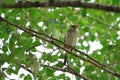 Black-tailed Hawfinch female Royalty Free Stock Photo