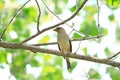 Black-tailed Hawfinch female Royalty Free Stock Photo