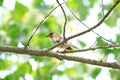 Black-tailed Hawfinch female Royalty Free Stock Photo