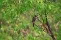 Black-tailed Hawfinch male Royalty Free Stock Photo