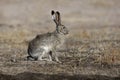 Black-tailed jack rabbit, Lepus californicus Royalty Free Stock Photo