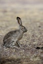 Black-tailed jack rabbit, Lepus californicus Royalty Free Stock Photo