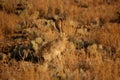 Black Tailed Jack Rabbit in Sagebrush in the desert in Mosca, CO Royalty Free Stock Photo