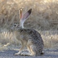 Black-tailed Jackrabbit on Alert Royalty Free Stock Photo